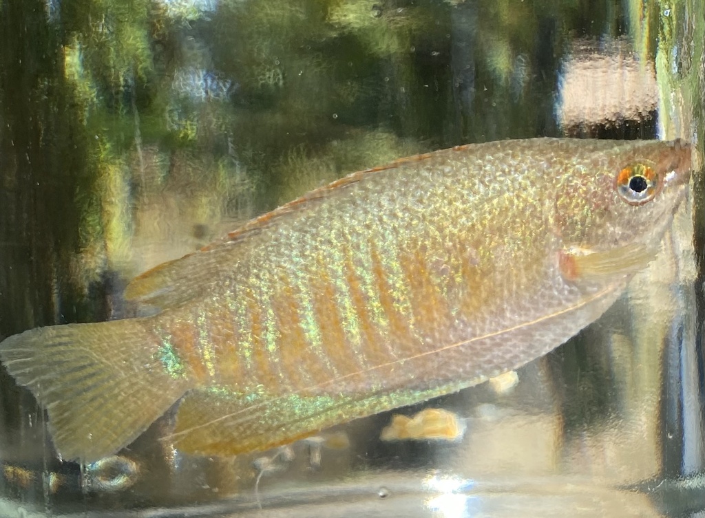 Thick-lipped gourami (Trichogaster labiosa) — Osphronemidae