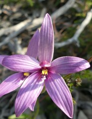 Elythranthera emarginata