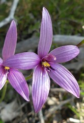 Elythranthera emarginata