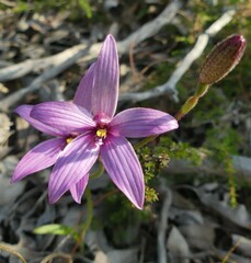 Elythranthera emarginata