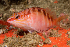 Hypoplectrodes maccullochi