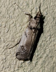 Melitara prodenialis