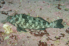 Aplodactylus lophodon