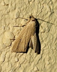 Eoreuma densellus