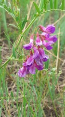 Vicia amoena