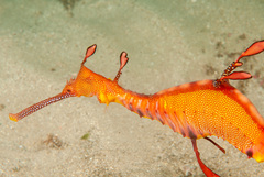 Phyllopteryx taeniolatus