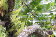 Pyrrosia longifolia