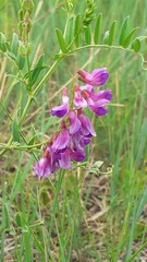 Vicia amoena