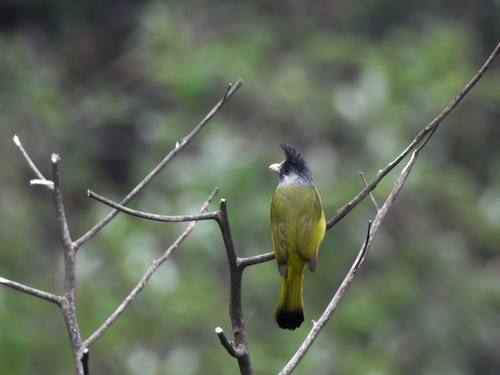 Crested Finchbill