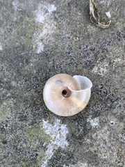 Trishoplita hilgendorfi