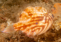 Brachaluteres jacksonianus