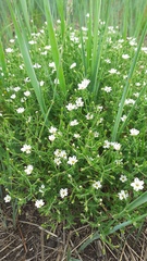 Stellaria dichotoma