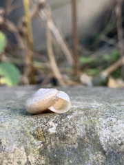 Trishoplita hilgendorfi