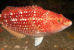 Notolabrus gymnogenis