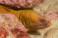 Gymnothorax prasinus