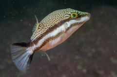 Canthigaster callisterna