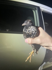 Turnix melanogaster