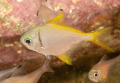 Schuettea scalaripinnis