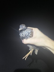 Turnix melanogaster