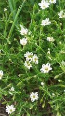 Stellaria dichotoma