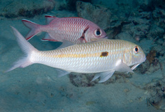 Mulloidichthys flavolineatus