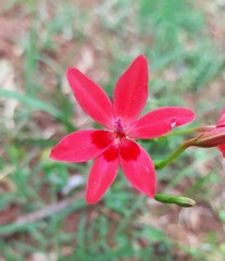 Freesia laxa