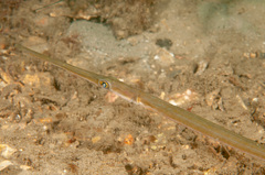 Fistularia commersonii