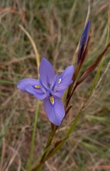 Moraea polystachya