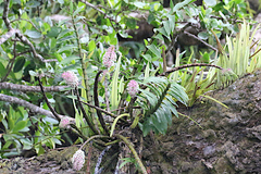 Dendrobium smillieae