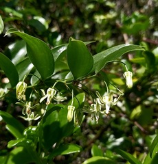 Asparagus asparagoides