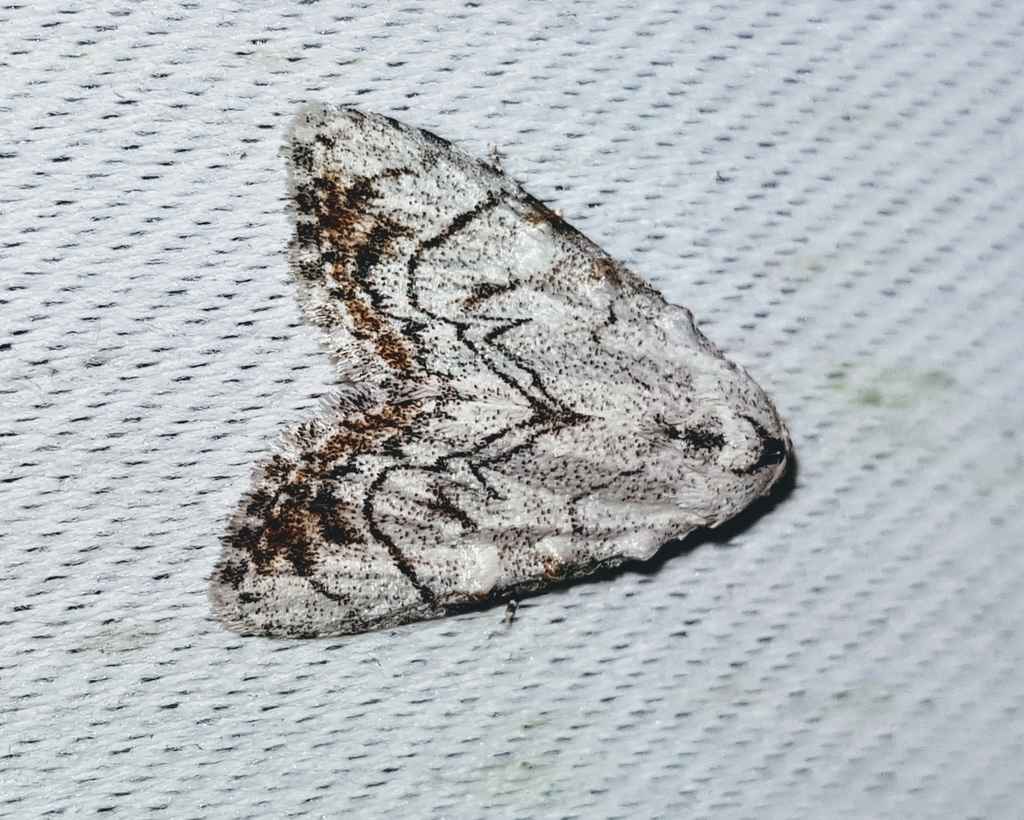 Meganola pedanta