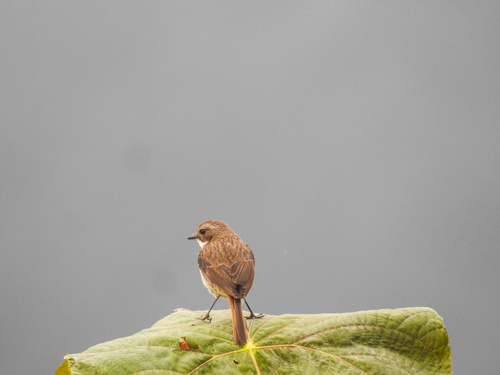 Grey Bushchat