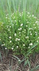 Stellaria dichotoma