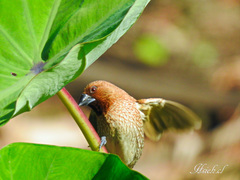 Lonchura punctulata