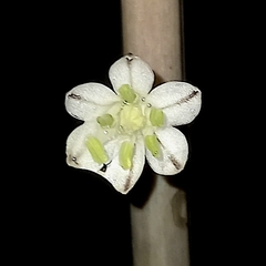 Drimia sanguinea