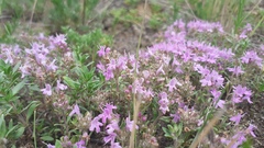 Thymus baicalensis