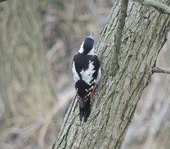 Dendrocopos syriacus