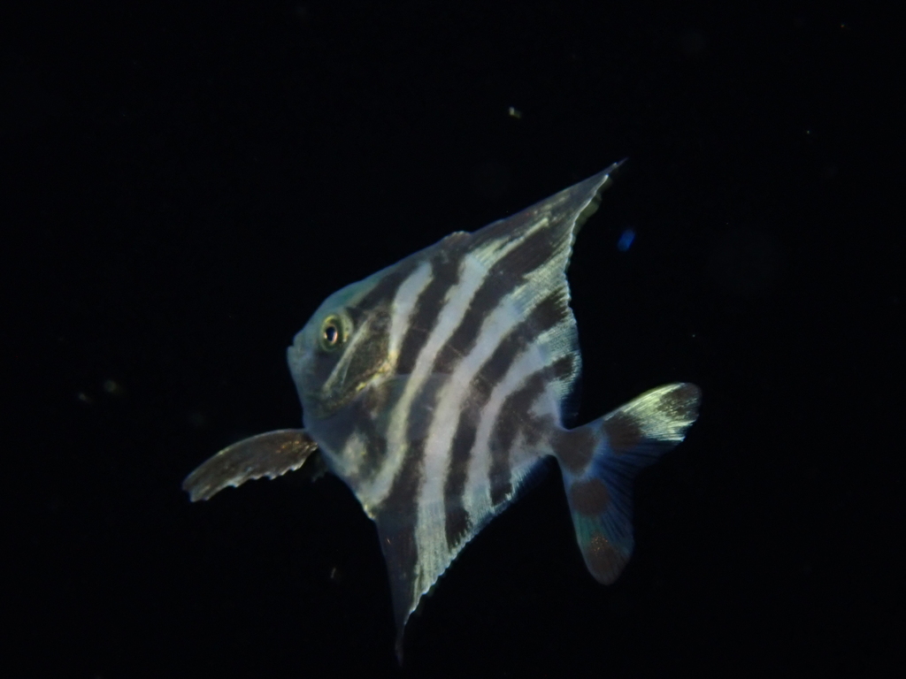 Black batfish (Parastromateus niger) — Carangidae