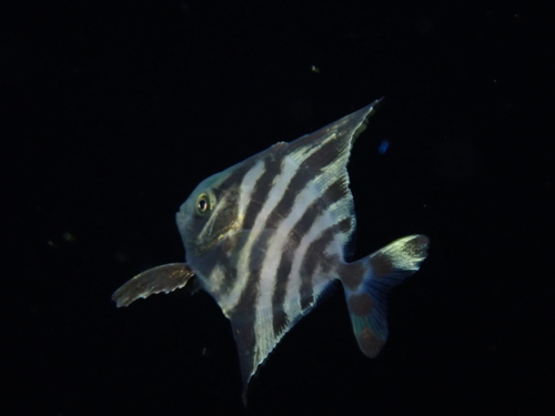 Black batfish (Parastromateus niger) — Carangidae
