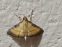 Cnaphalocrocis medinalis