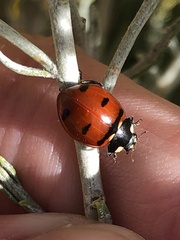 Coccinella transversoguttata