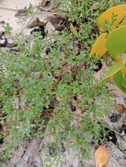 Psoralea repens