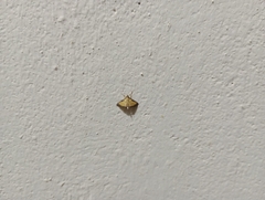 Cnaphalocrocis medinalis