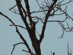 Dendrocopos syriacus