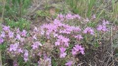Thymus baicalensis