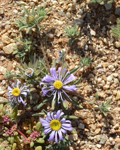 Felicia namaquana image