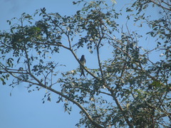Dicrurus caerulescens