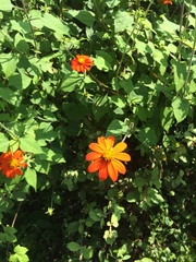 Tithonia rotundifolia