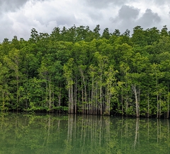 Sonneratia caseolaris