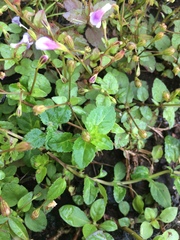 Torenia